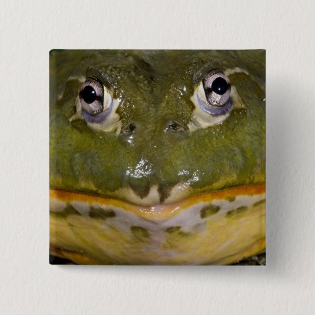 African Burrowing Bullfrog, Pyxicephalus Pinback Button (Front)