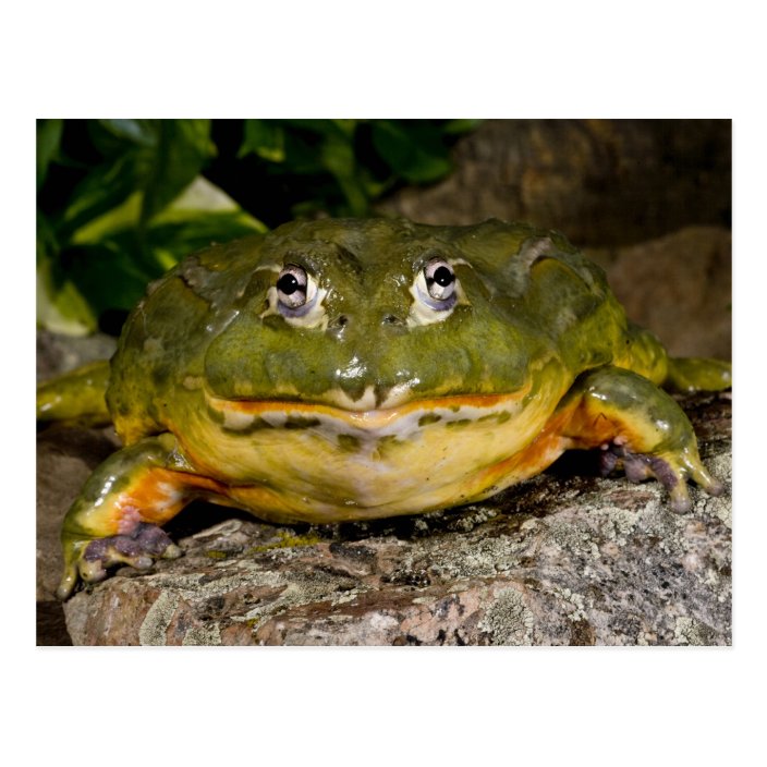 Bullfrog essay image