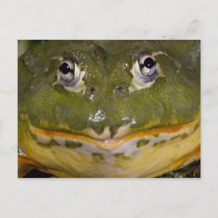 African Burrowing Bullfrog, Pyxicephalus Postcard