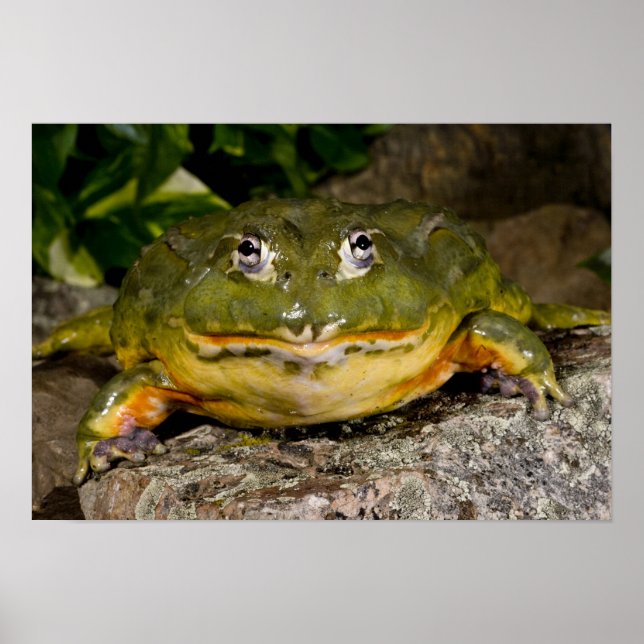 African Burrowing Bullfrog, Pyxicephalus Poster (Front)