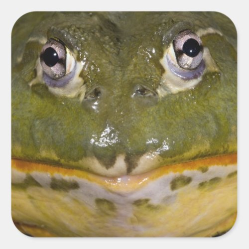 African Burrowing Bullfrog Pyxicephalus Square Sticker