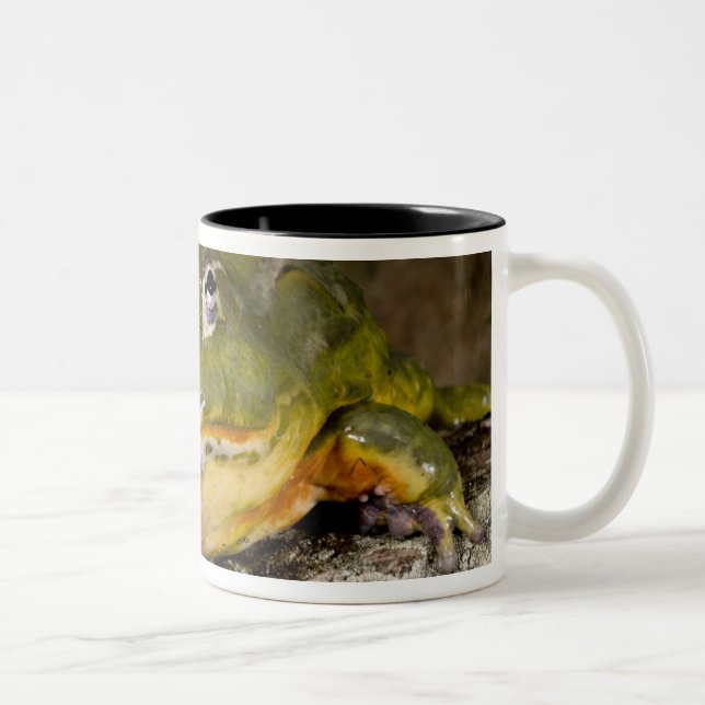 African Burrowing Bullfrog, Pyxicephalus Two-Tone Coffee Mug (Right)