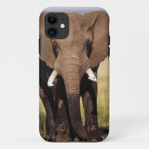 African Bush Elephant iPhone 11 Case