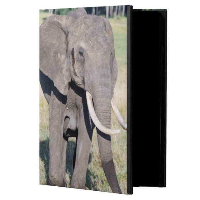 African Bush Elephant (Loxodonta Africana) 2 Cover For iPad Air (Front)