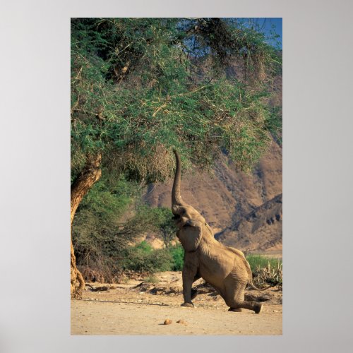 African Bush Elephant Loxodonta Africana Poster