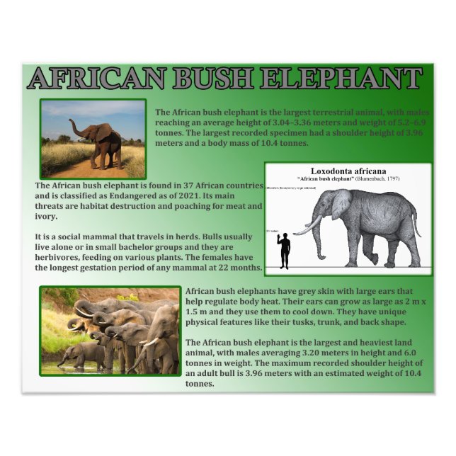 African Bush Elephant Photo Print (Front)