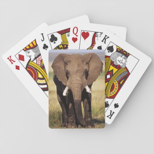 African Bush Elephant Playing Cards