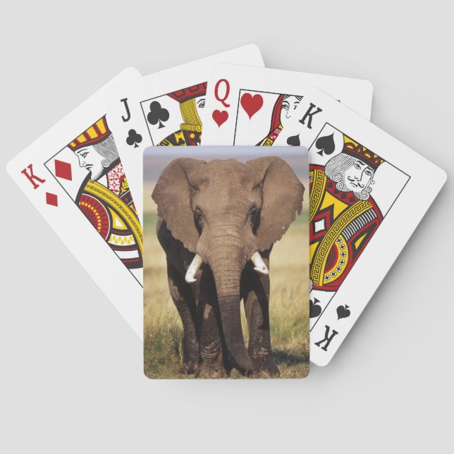 African Bush Elephant Poker Cards (Back)