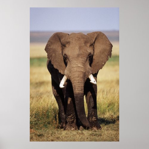 African Bush Elephant Poster