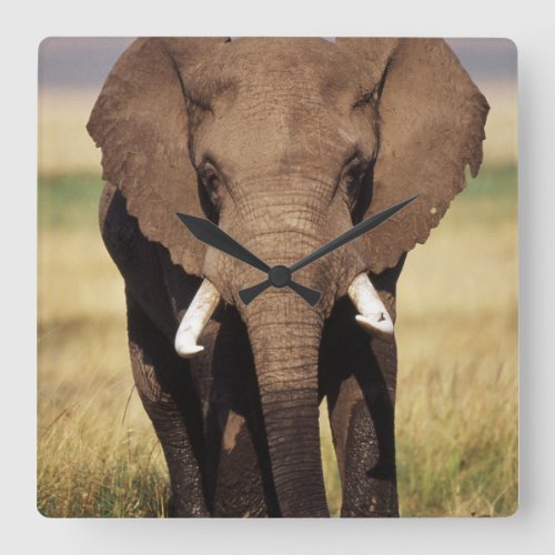 African Bush Elephant Square Wall Clock