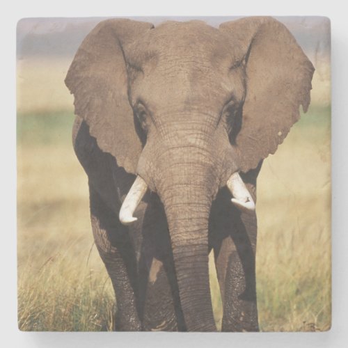 African Bush Elephant Stone Coaster