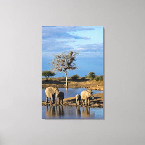 African Bush Elephants Loxodonta Africana Canvas Print