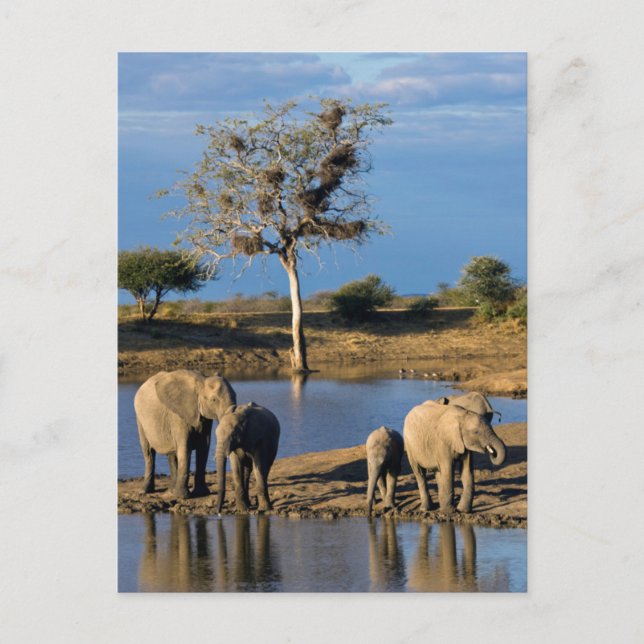 African Bush Elephants (Loxodonta Africana) Postcard (Front)