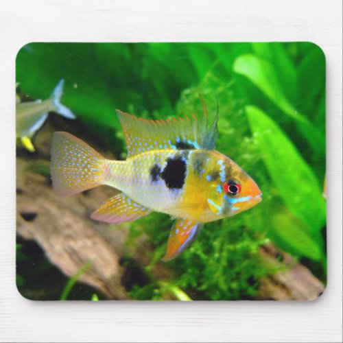 African Butterfly Cichlid Mouse Pad