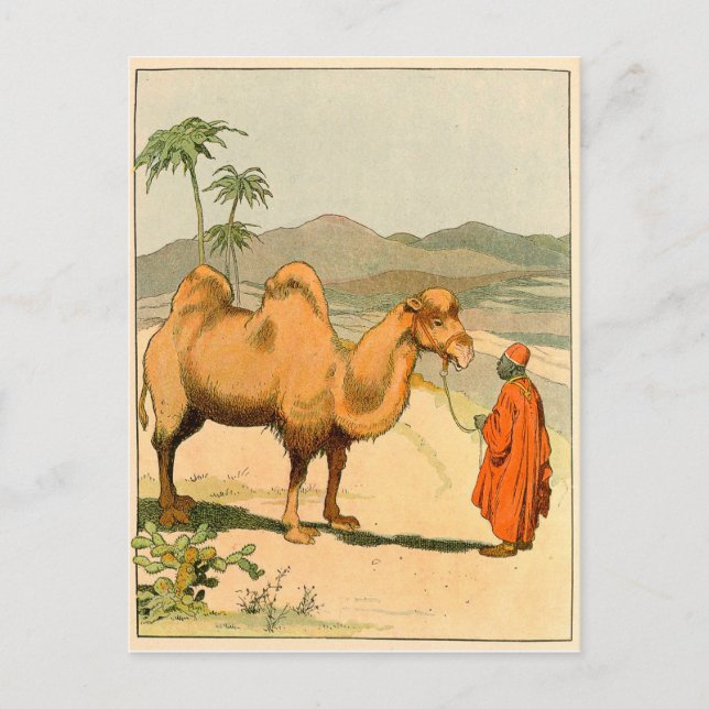 African Camel and Desert Traveler Postcard (Front)