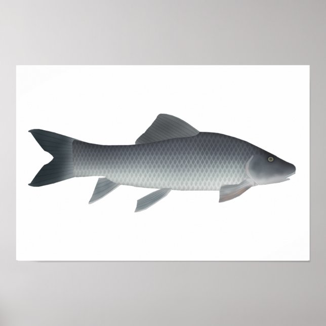 African Carp Poster (Front)