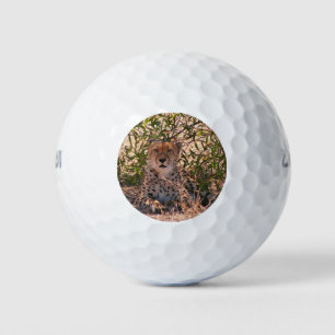 African cheetah at rest golf balls