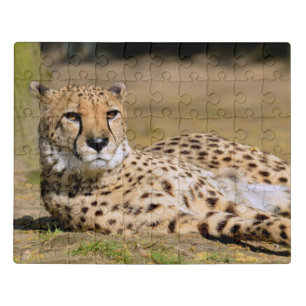 African Cheetah lying on ground Jigsaw Puzzle