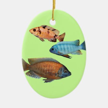 African Cichlids Ceramic Ornament by bhymer at Zazzle