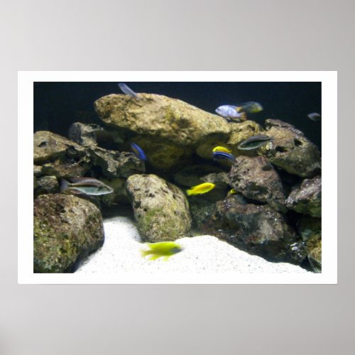 African Cichlids Poster