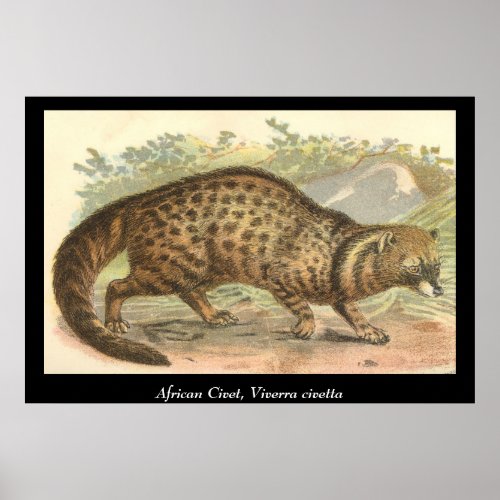 African Civet Poster