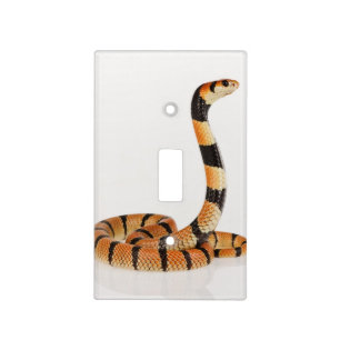 African coral snake (Aspidelaps lubricus) Light Switch Cover
