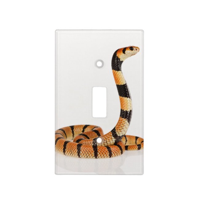 African coral snake (Aspidelaps lubricus) Light Switch Cover (Front)