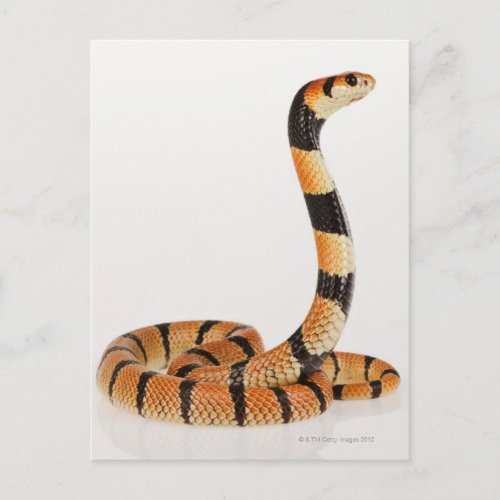 African coral snake Aspidelaps lubricus Postcard