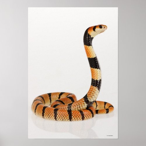 African coral snake Aspidelaps lubricus Poster