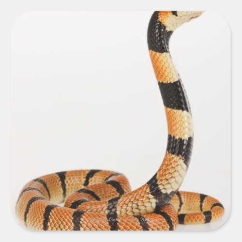 African coral snake Aspidelaps lubricus Square Sticker