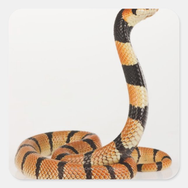 African coral snake (Aspidelaps lubricus) Square Sticker (Front)