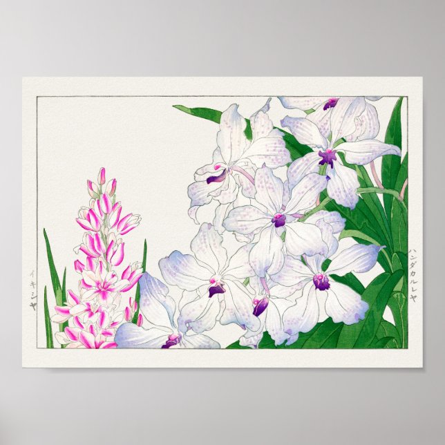 African corn lily, Vanda coerulea, Tanigami Konan Poster (Front)