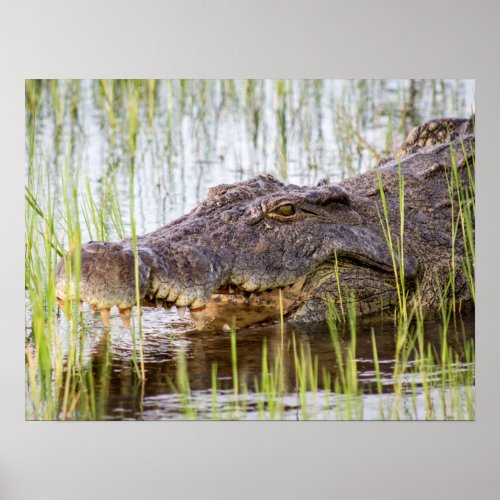 African Crocodile Wildlife Poster