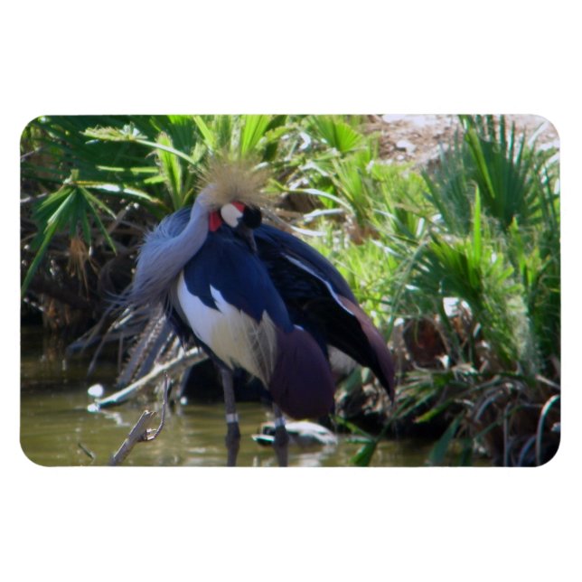 African crowned crane magnet (Horizontal)
