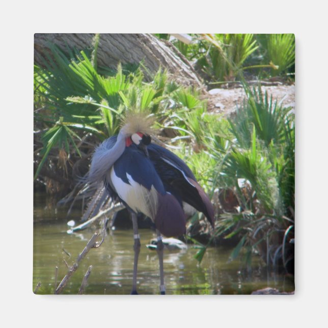 African crowned crane magnet (Front)