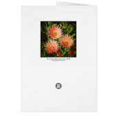 African Daisies (Back)