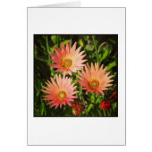 African Daisies (Front)