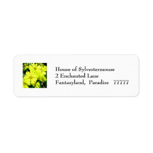 African Daisies Address Labels for Personalization