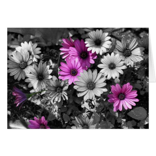 African Daisies Black And White Flower Card