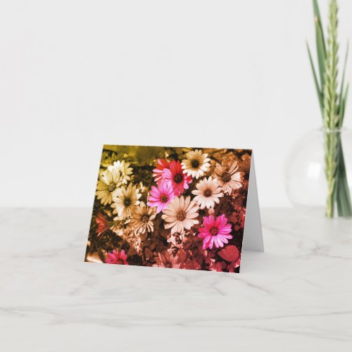 African Daisies Black And White Note Card