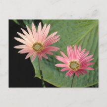 African Daisies Bute Park, Cardiff, Wales