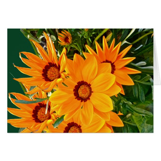 African Daisies Note Card (Front Horizontal)