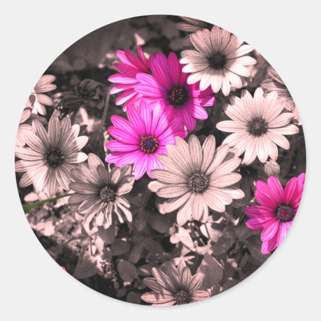 African Daisies Partial Color Classic Round Sticker (Front)