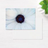 African daisy (Desk)