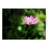 African daisy (Front Horizontal)