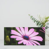 African Daisy (Standing Front)