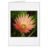 African Daisy (Front)