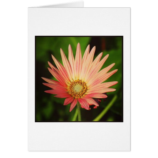 African Daisy (Front)