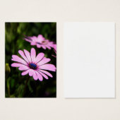 African Daisy (Front & Back)