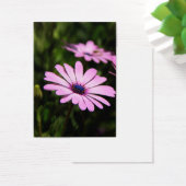 African Daisy (Desk)